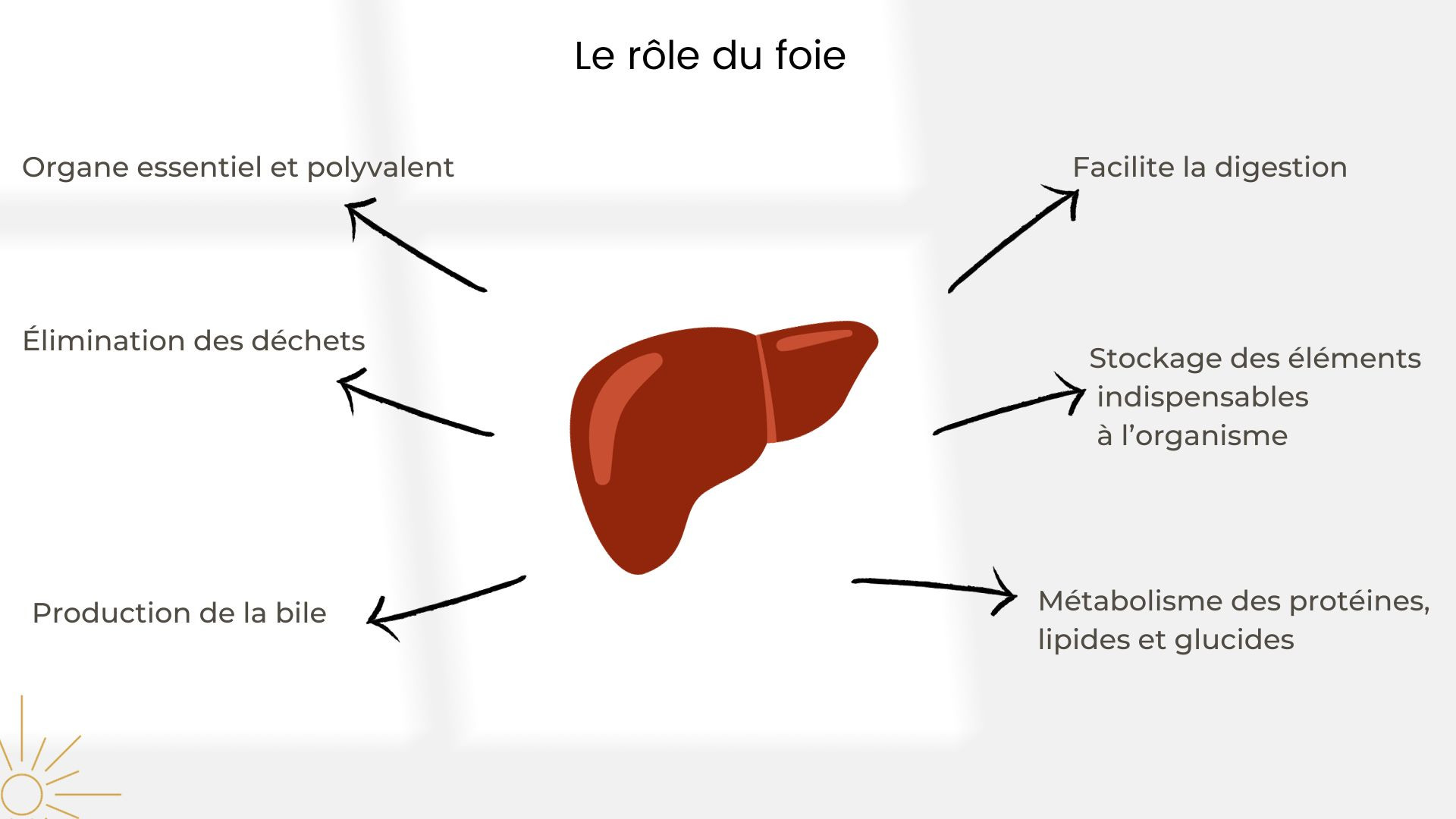 le role du foie