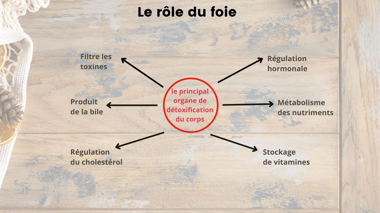 Quel est le rôle du foie dans le corps humain ? Le role du foie