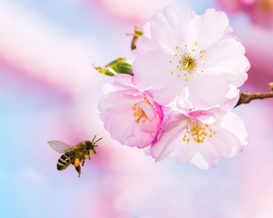 Bhramari Pranayama : la respiration de l'abeille