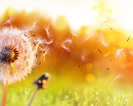 Comment réduire les allergies naturellement