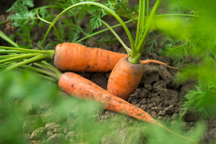 Une alimentation à dominance végétale ….